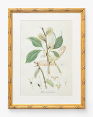 Botanical Study No. 3