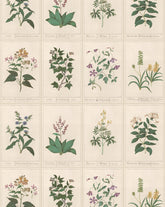 Botanique Wallpaper