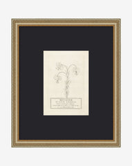 Collection Of French Flowers