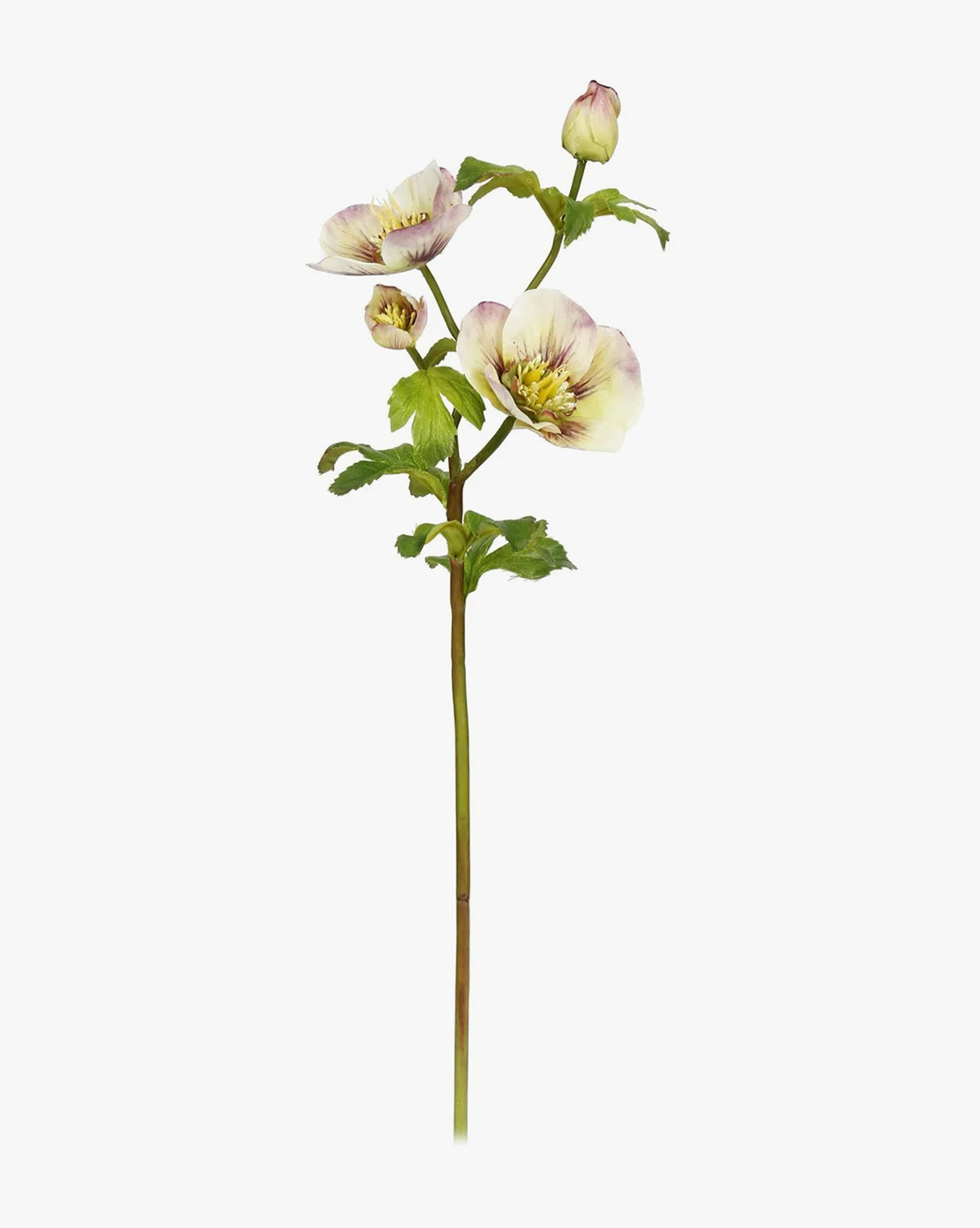 18" Hellebores Rose