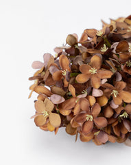 23" Burgundy Cone Hydrangea