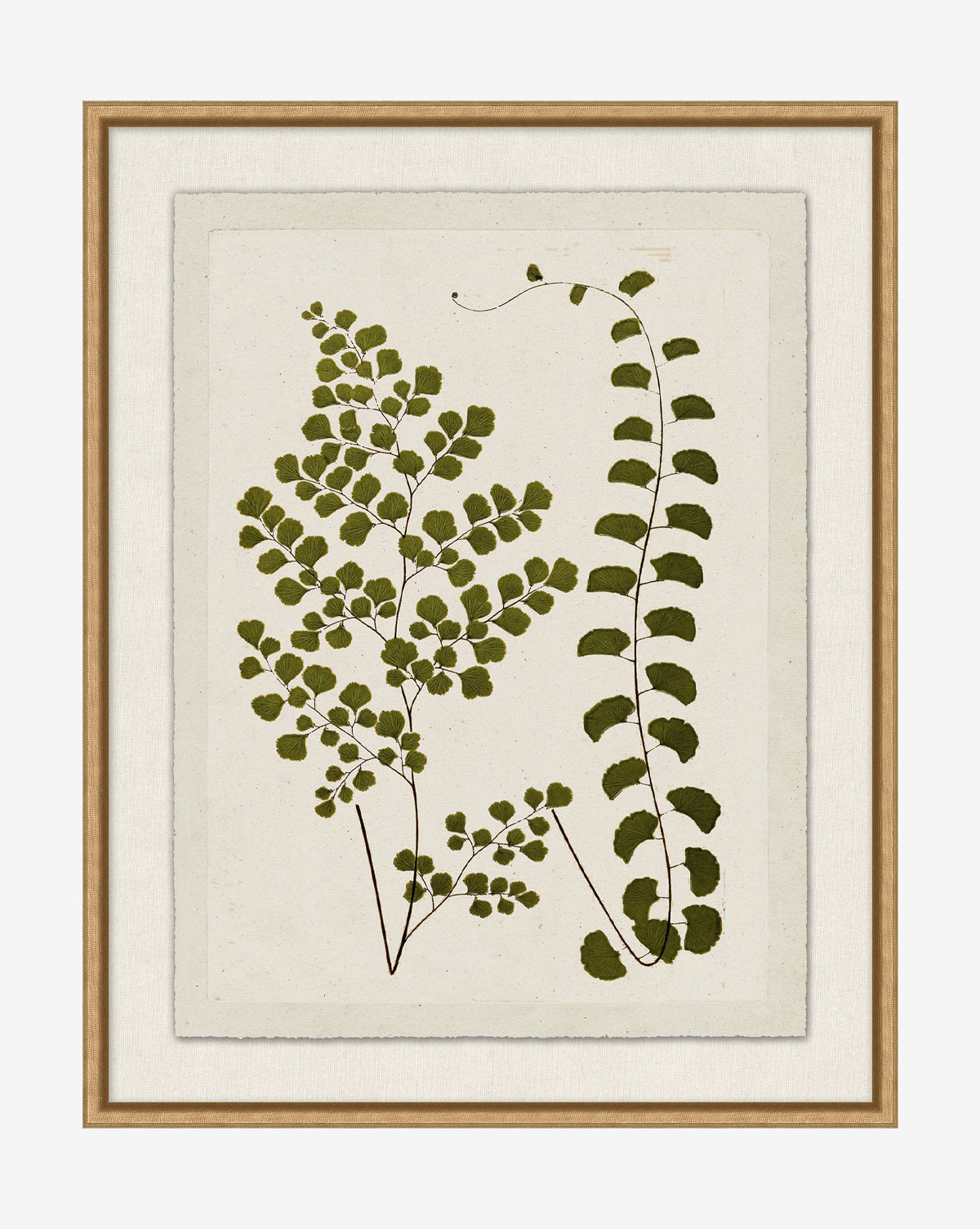 Botanical Pressings III