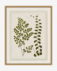 Botanical Pressings III