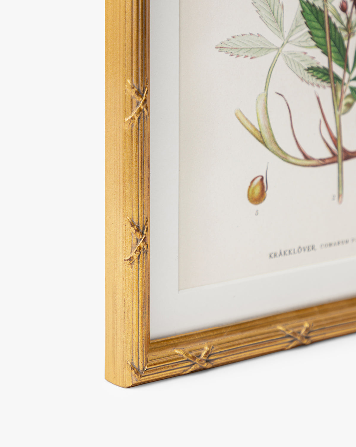 Botanical Study No. 2