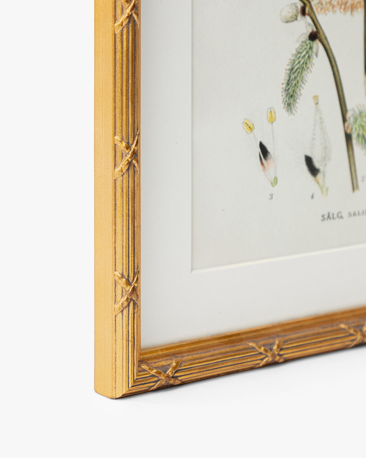 Botanical Study No. 3