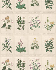 Botanique Wallpaper