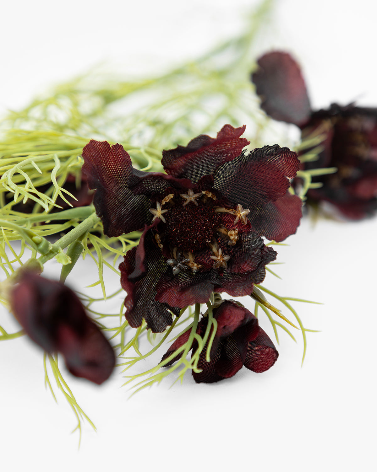 Burgundy Cosmos Stem