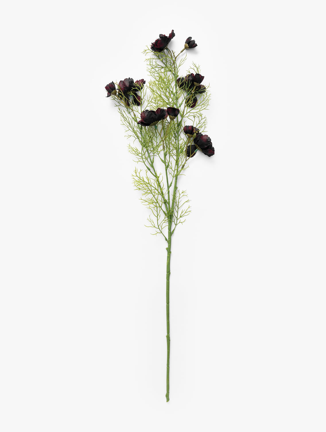 Burgundy Cosmos Stem