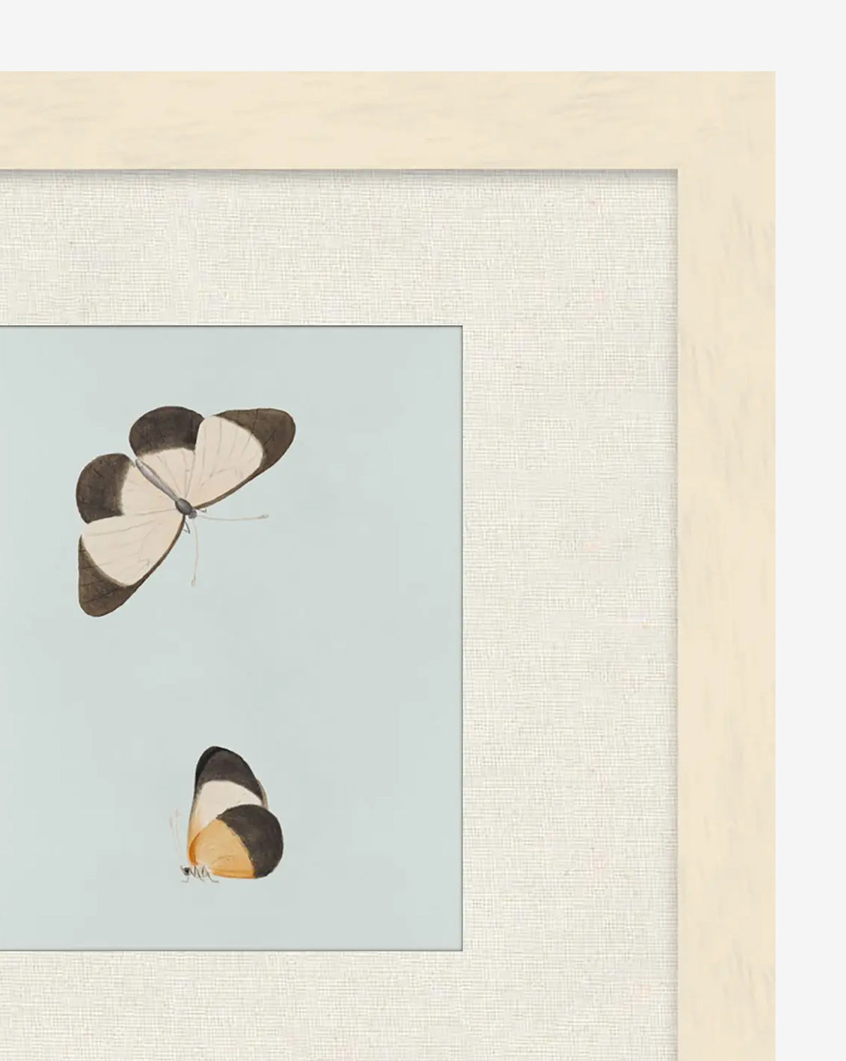 Butterflies Study I