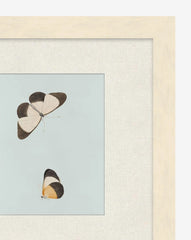 Butterflies Study I
