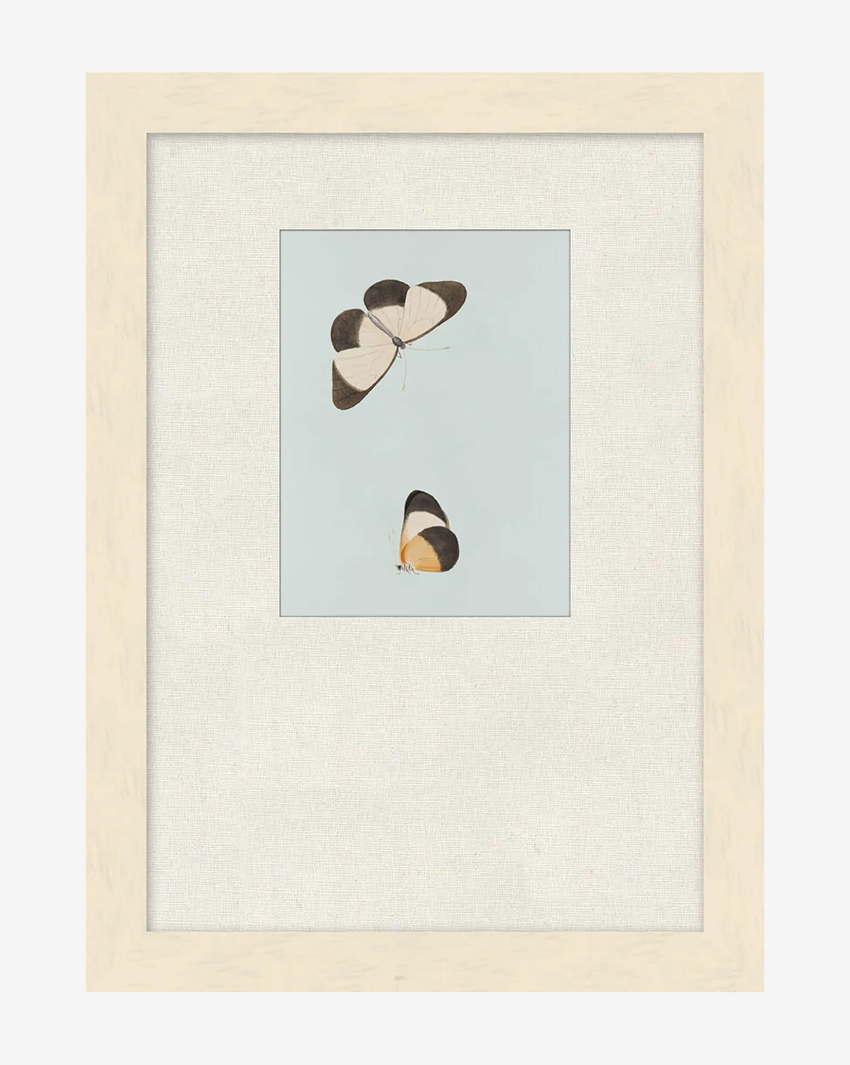 Butterflies Study I