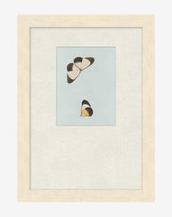 Butterflies Study I