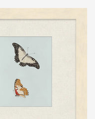 Butterflies Study II