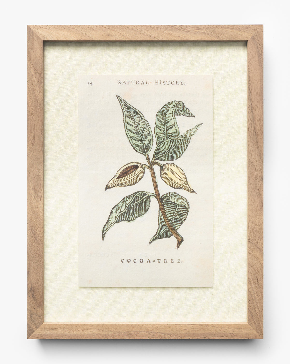 Cocoa Tree