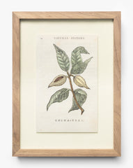 Cocoa Tree