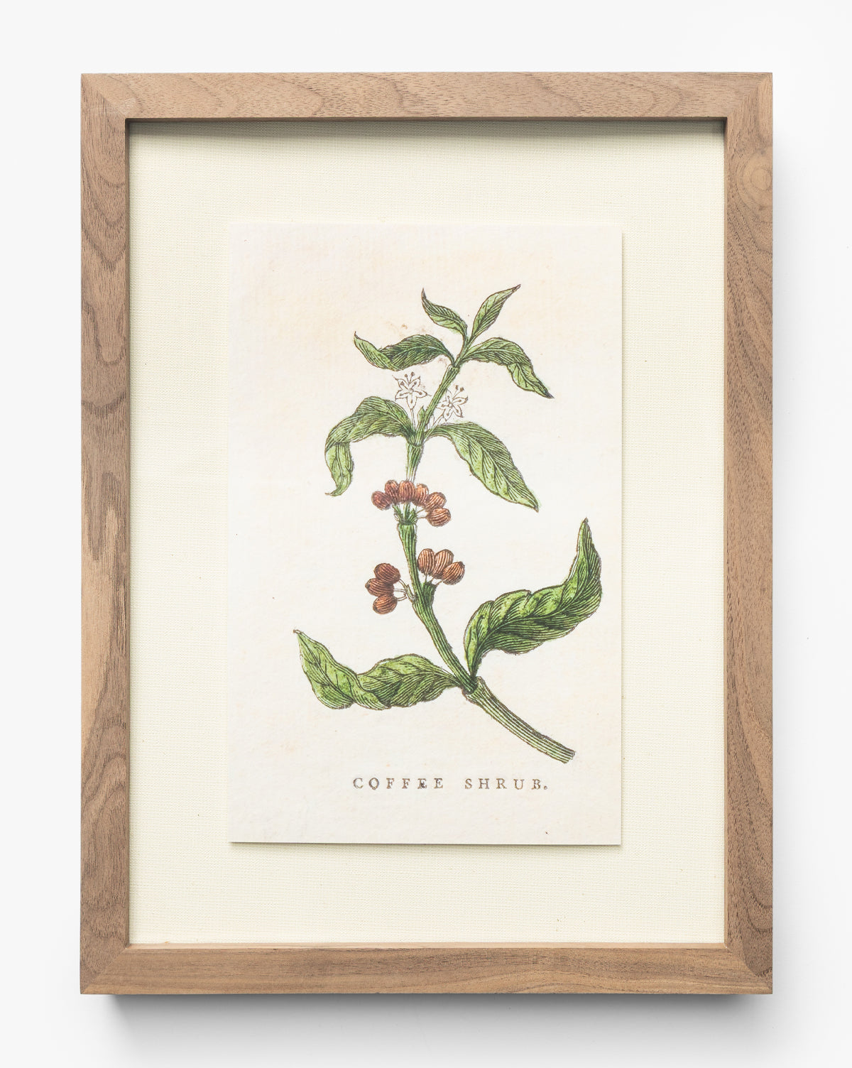 Coffee Shrub
