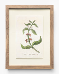 Coffee Shrub