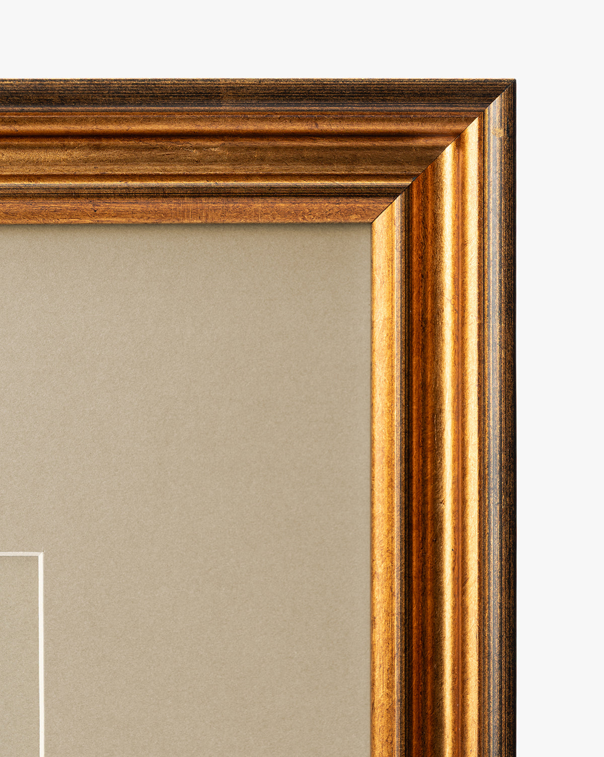 Conchology Study Triptych No. 1