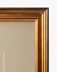 Conchology Study Triptych No. 1