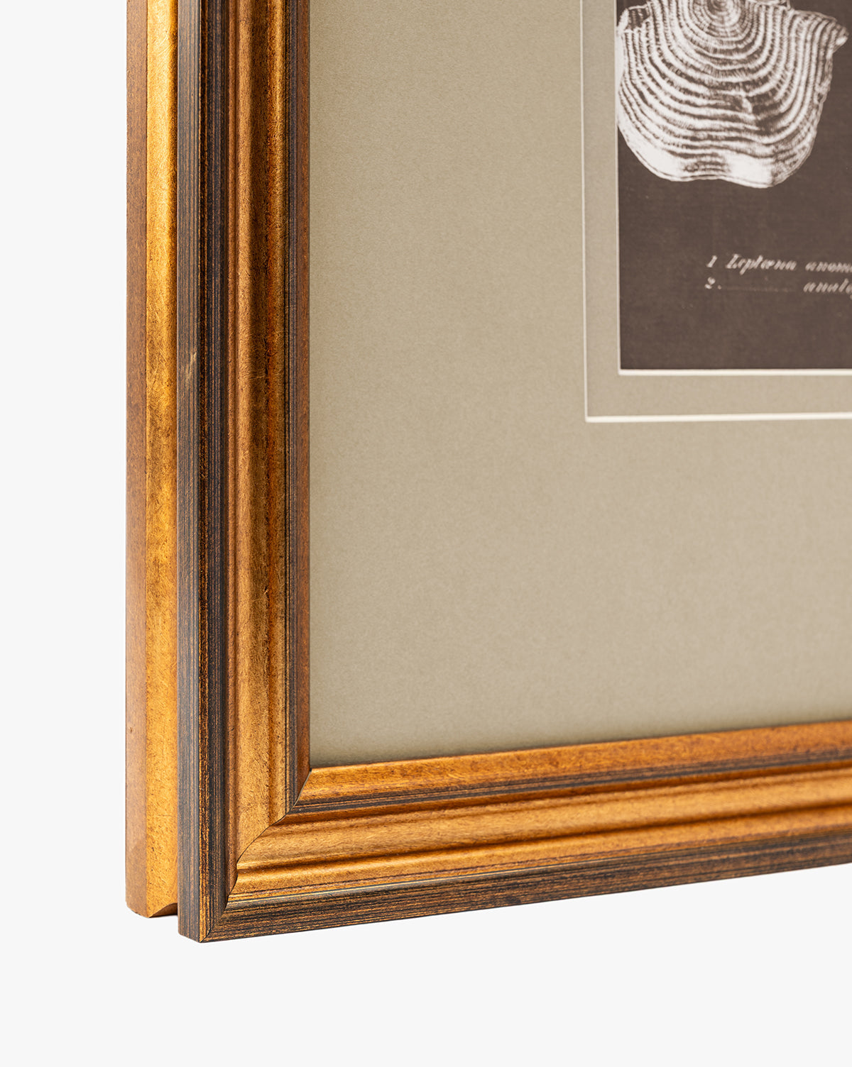 Conchology Study Triptych No. 1
