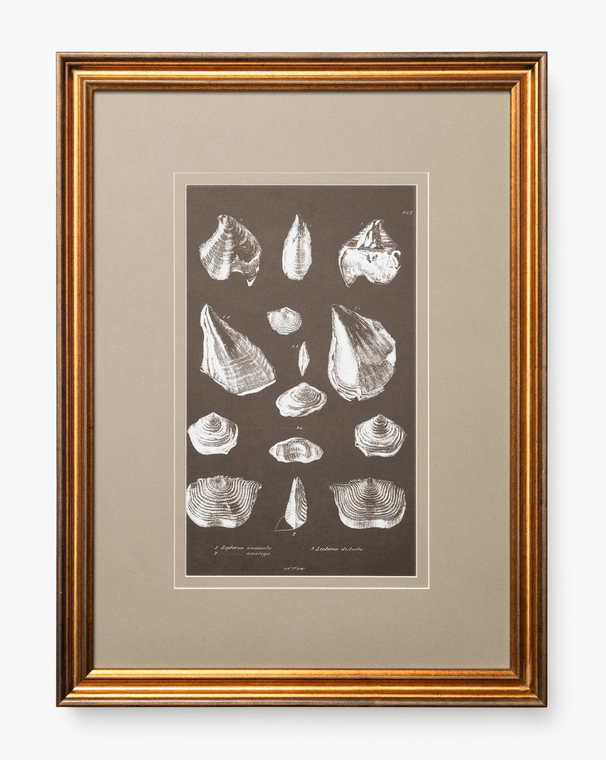 Conchology Study Triptych No. 1