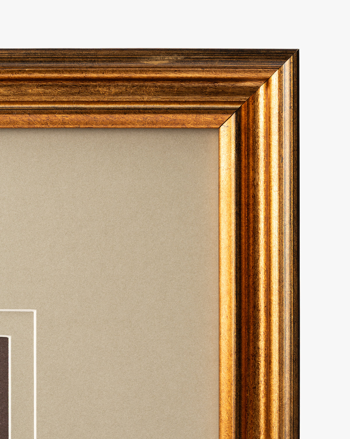 Conchology Study Triptych No. 2