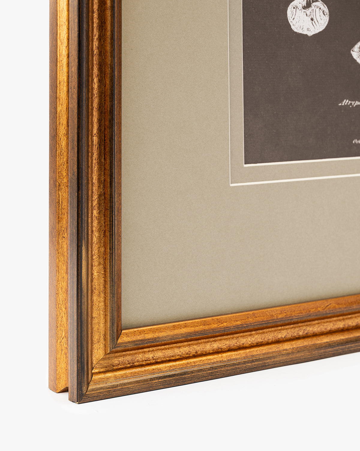 Conchology Study Triptych No. 2