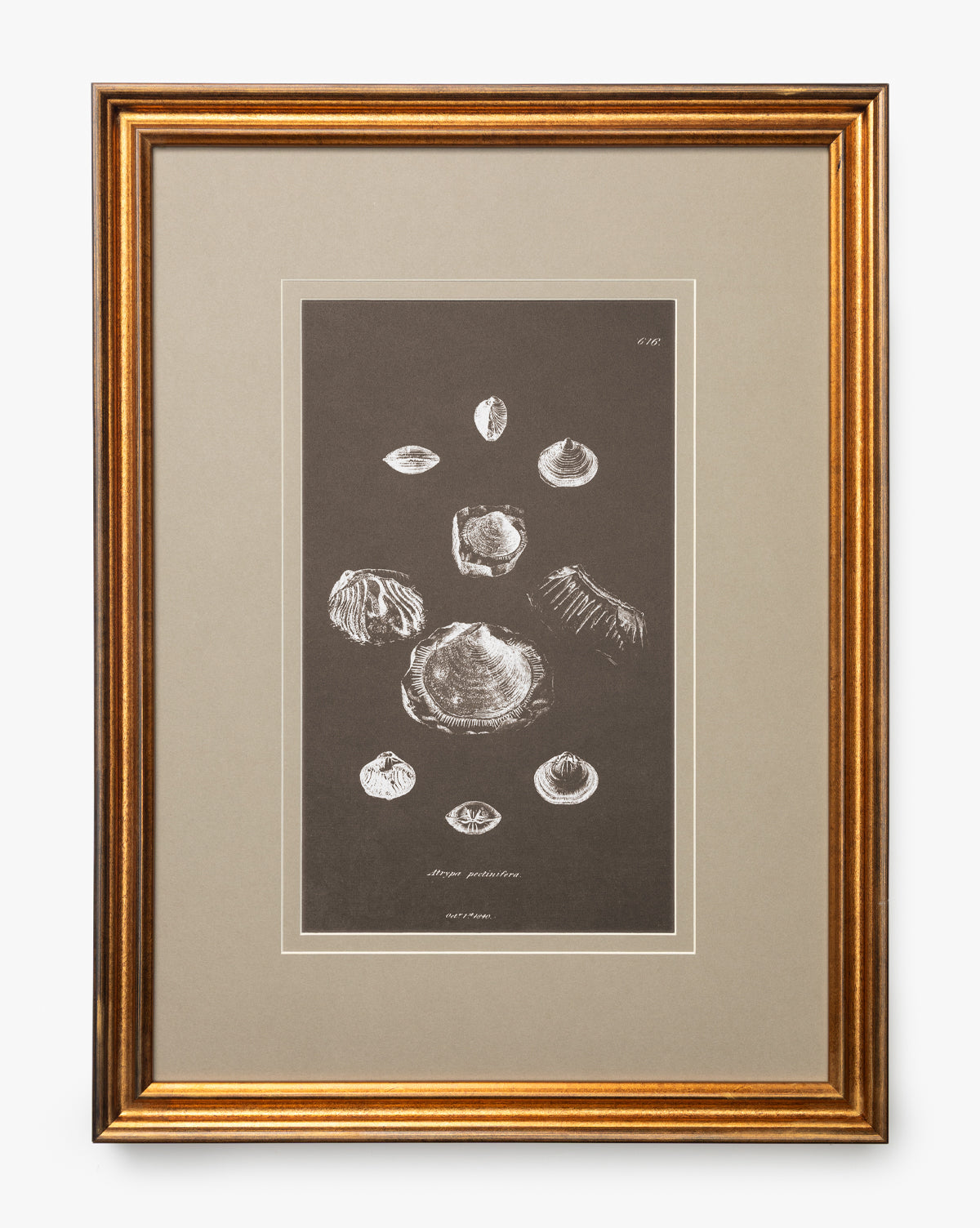 Conchology Study Triptych No. 2