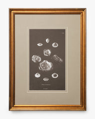 Conchology Study Triptych No. 2