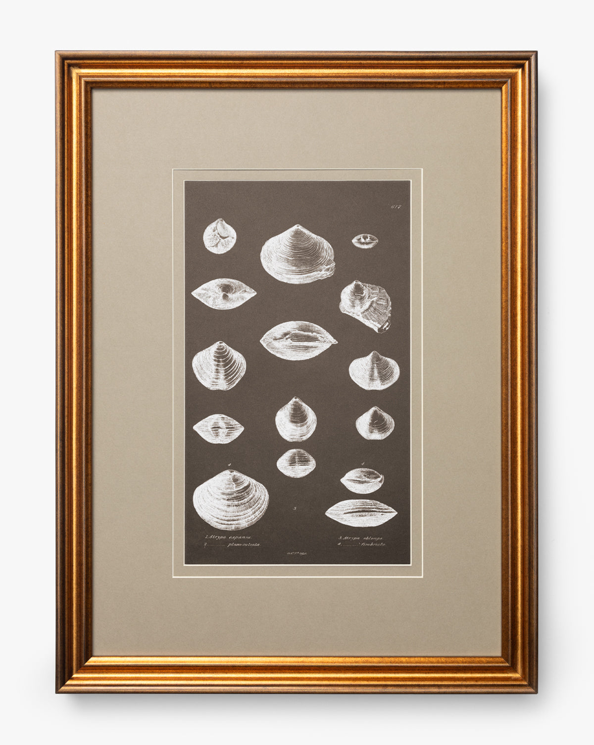 Conchology Study Triptych No. 3