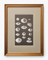 Conchology Study Triptych No. 3